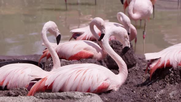 Flamingos being sprayed with water as they sit on their nests alt