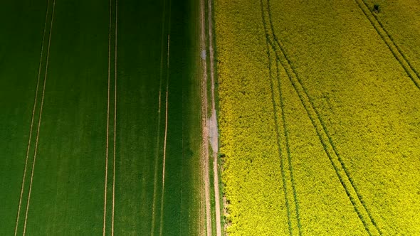 Drone video of flight over blooming and yellow shining rape fields alt