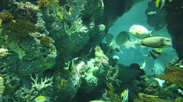 The Underwater World alt