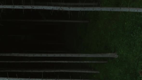 Vertical video: rising aerial shot of conifer tree trunks to forest canopy alt