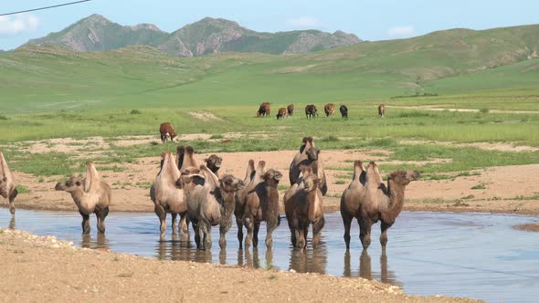 Free Herd of Wild Camels in Natural Lake Water alt