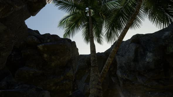 Big Palms in Stone Cave with Rays of Sunlight alt