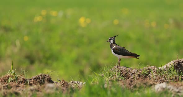 Northern Lapwing Or Peewit In Summer Field. Wildlife Birds Of Belarus.  alt