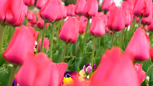 Tulips In The Wind In Sunny Spring Weather 4k