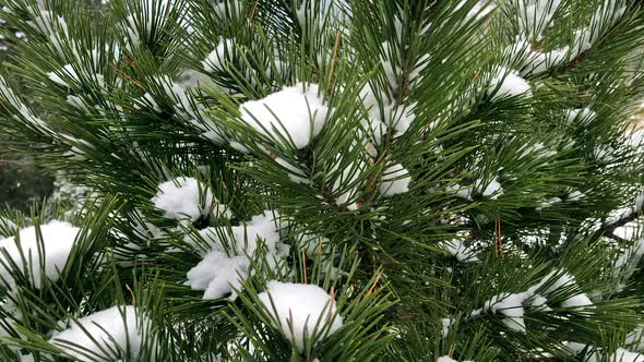 Snow On Small Pine Tree In Mountain Nature Slow Motion