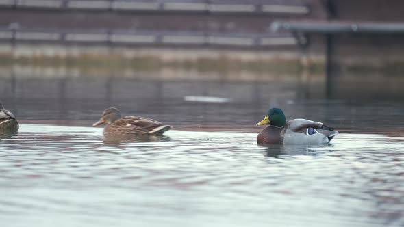 Wild Ducks Swimming on Lake Water alt