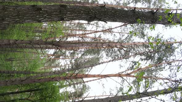 Vertical Video of a Beautiful Green Pine Forest on a Summer Day Slow Motion alt