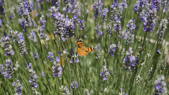 Butterfly and Lavender