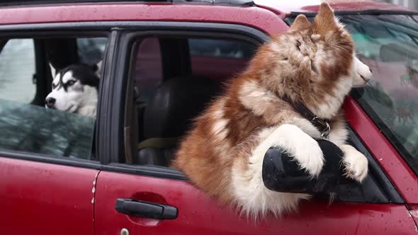 Husky Dogs Peeking Out of the Car in Red