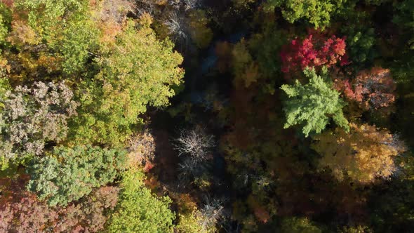 Top down medium shot of colorful fall forest. Aerial. alt