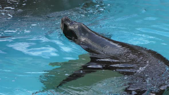 Large black seal swimming in blue water