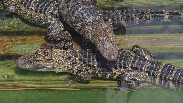 Crocodile Farm Lots of Aligators Angry Background