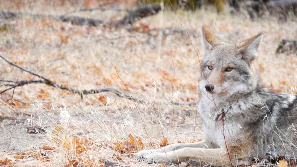 Wolf Coyote or Coywolf Portrait Head Face and Eyes alt