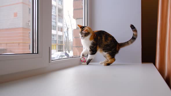 Cute cat playing with a small soft toy on the windowsill