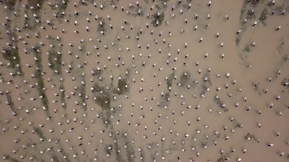 Flock of Asian openbill rest  alt