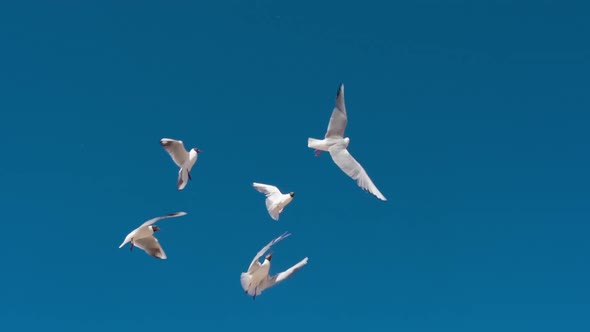 Seagulls Gather In A Group