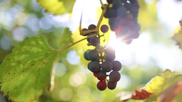 Red Wine Grapes on Old Vine Lush Green Leaves at Golden Sunset in the Autumn