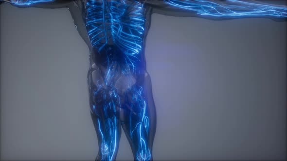 Blood Vessels of Human Body alt