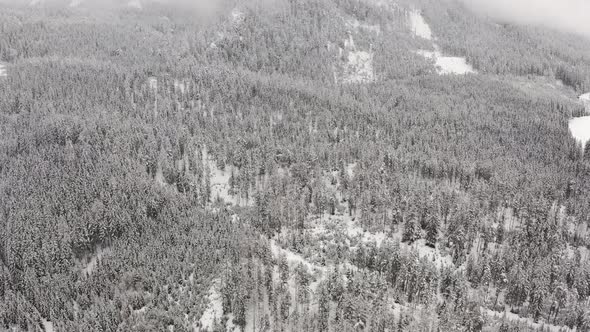 Flight Above Winter Forest in Austria Top View alt