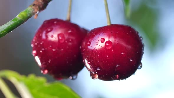 Close Up of a Pair of Red Ripe Cherries on a Tree in a Summer Day After the Rain alt