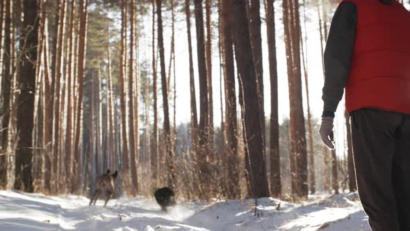 Man Throwing Ball when Playing with Dogs alt