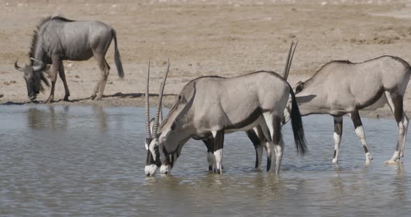 Oryx Quenching Their Thirst