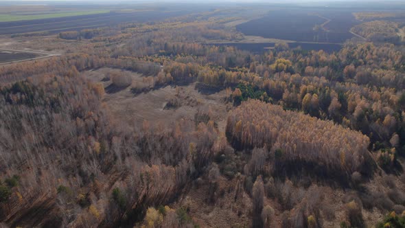 Fields and yellow trees in autumn time in Ural