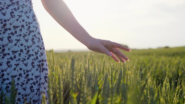 Female Hand Moving Through Green Field Touching Wheat During Sunset alt