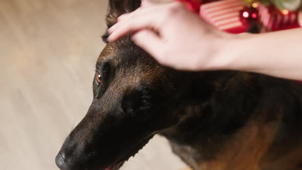 Person Petting Malinois Bard Dog Closeup alt