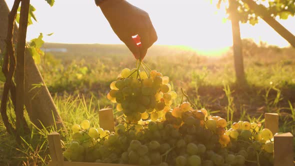 During Harvest Close Up the Hand of a Farmer Picking a White Grape in the Box alt