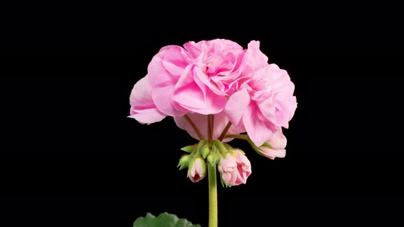 Time Lapse of Opening Pink Geranium Pelargonium Flower alt
