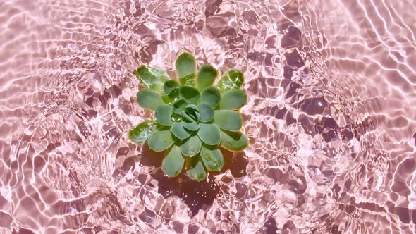 Slow Motion of Falling Green Succulent on Water Surface and Diverging Circles of Water on Pink alt