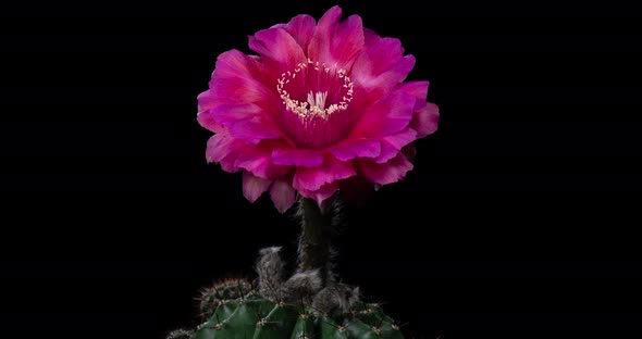 Pink Colorful Flower Timelapse of Blooming Echinopsis Cactus Opening alt