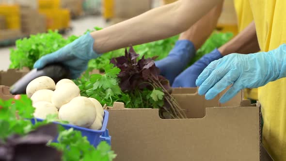 Closeup View of Two People Putting Fresh Vegetables Into Boxes While Standing in Warehouse Spbd alt