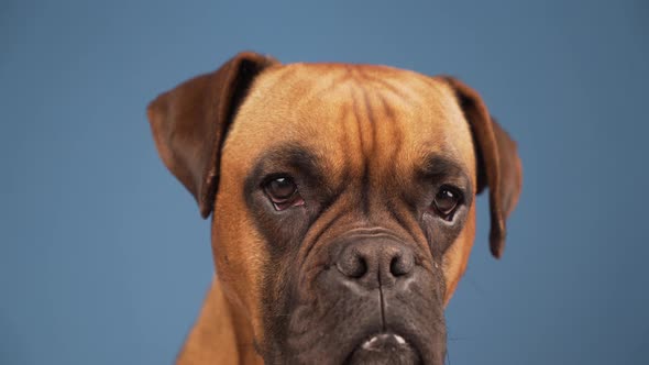 Boxer dog in the photo studio on blue background