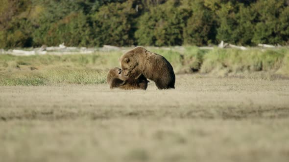 Two Grizzly Bears Mating Dance And Play Fighting In And Open Area Stock Footage 