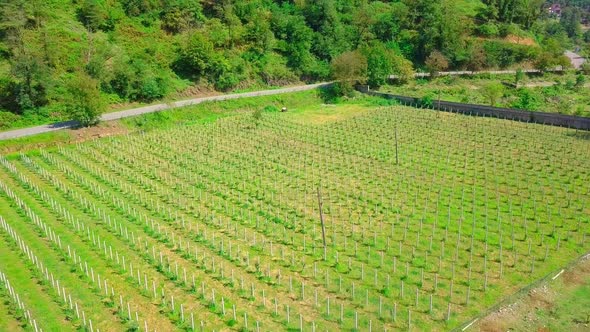 Aerial video recording. Fields of a young spring vineyard. New fresh sprouts. alt