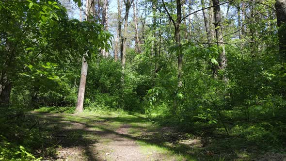 Beautiful Green Forest on a Summer Day Slow Motion alt