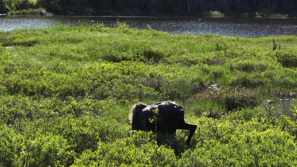 Moose trekking through shoreline of river vegetation foraging alt