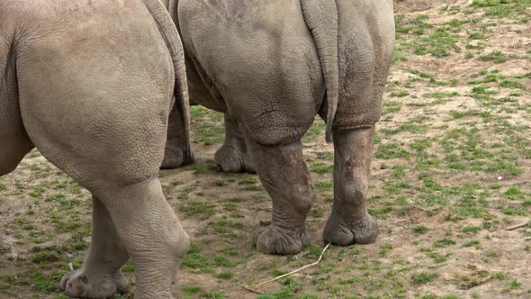 Tails and hind torso of two African rhinos. 