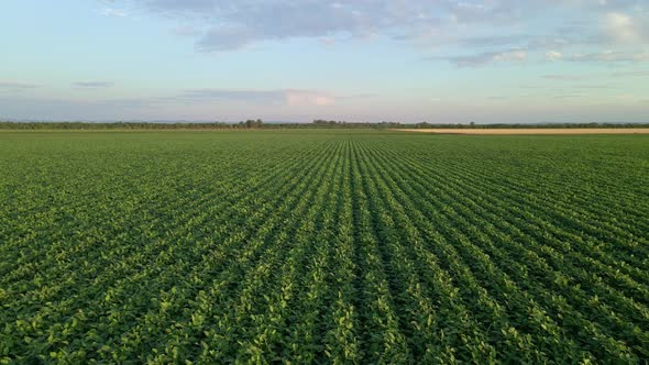 Green Ripening Soybean Field