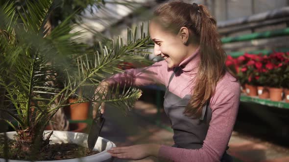 Young Attractive Woman Digs Up the Soil Near Green Palm Tree in the Greenhouse alt