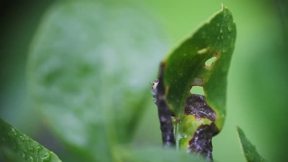 Little jumping spider climbing around a leaf close up slow motion alt