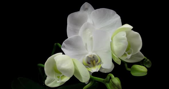 Timelapse of Opening Orchid  on Black Background alt