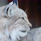 Side View of a Cougar, Face of a Predatory Cat - VideoHive Item for Sale
