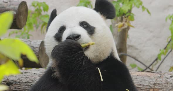 Giant panda Ailuropoda melanoleuca also known as the panda bear or simply the panda alt