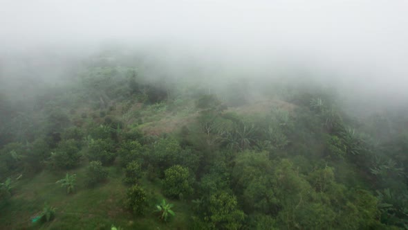 Dense morning mist fog over the forest in Koh Samui, Thailand alt