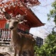 Detailed Footage of a Wild Fallow Deer Under a Sakura Tree in Japan - VideoHive Item for Sale