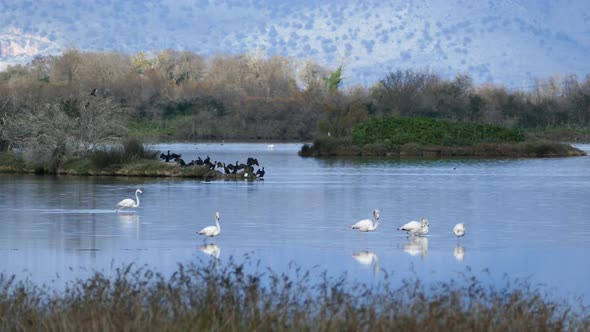 Flamingos with cormorants alt