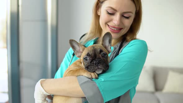 Woman Veterinarian Doctor with Little French Bulldog in Vet Clinic After Examination alt